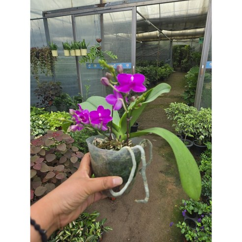 작은 변화로 삶에 활력을 불어넣는 마법, 미니 호접란