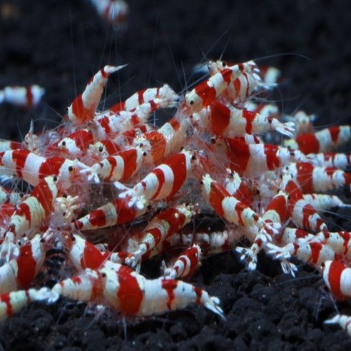 수중 정원의 루비, CRS 새우와 함께하는 아름다운 세상