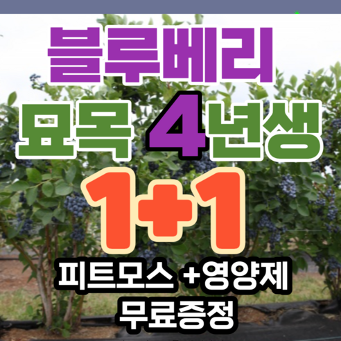 자연과 가까워지는 블루베리 재배