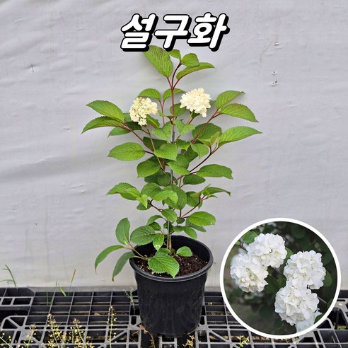 툭하면 시드는 꽃, 이젠 걱정 끝! 똥손도 금손 만드는 마법, 설구화 묘목 키우기 설구화