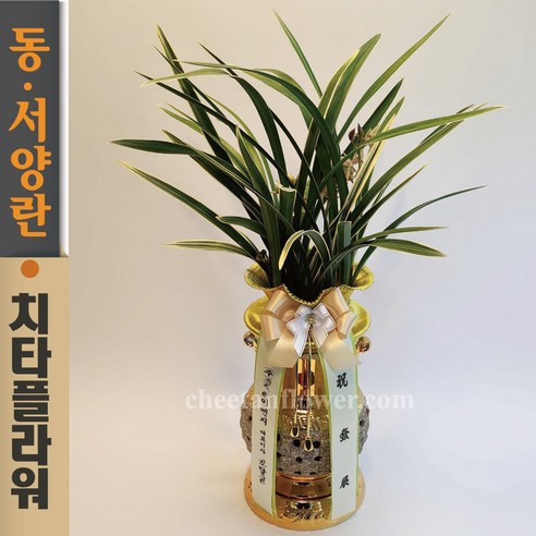 치타플라워 동양란 황룡관 황금투각분 승진 개업 축하 난 (dhgt07-A) 동양난 영전 취임 생일 선물 화분 고급 란 전국 꽃배달, 1개