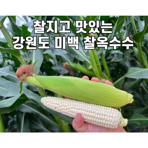 산지직송 강원도 미백 찰옥수수 30개 50개 당일수확 발송, 미백 생찰옥수수30개