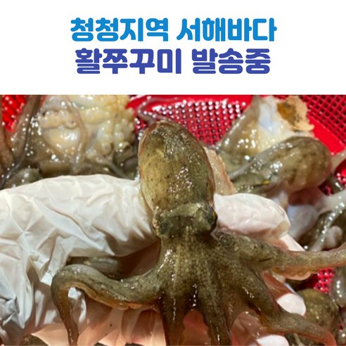 서해안 쭈꾸미 활쭈꾸미 생물쭈꾸미 1kg 2kg 3kg 4kg, 1박스