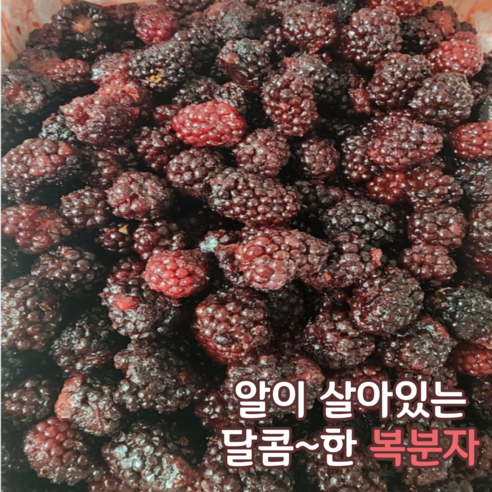 무농약 복분자 1kg 3kg 5kg 햇 생 냉동 슈퍼복분자 생과 급냉발송 상태좋은 당도높은 친환경 복분자주, 1개