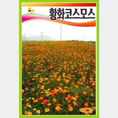 황색코스모스 3… – (), 1개 황색코스모스 3… – (), 1개