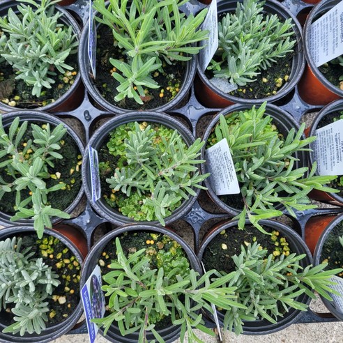 지친 일상에 향긋한 쉼표를, 잉글리쉬 라벤더로 나만의 작은 정원을 잉글리쉬라벤더