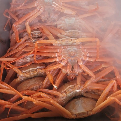 싱싱햇 자숙 박달 홍게 수율 80%, 1박스, 3kg 9-12마리