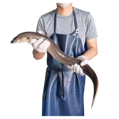 명품 대물 민물장어 1kg, 대물장어 2kg (..., 1개 - 장어 | 쿠팡