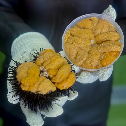 바다의 풍요로움이 깃든 선물, 삼정수산 자연산 성게 우니 성게