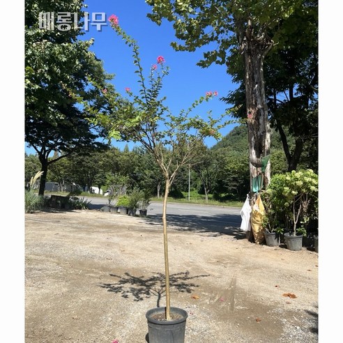 금강원예 배롱나무로 사계절 아름다운 정원을 완성하세요.