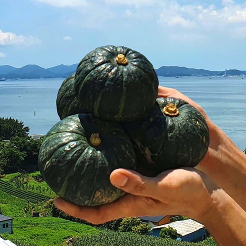 포슬한 밤호박 남해 미니밤호박 보우짱, 3개, 소 미니밤호박 1kg(3-5과내외)