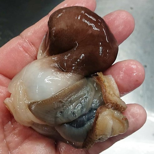 당일손질 자연산 여수 새조개: 최고의 맛과 신선함을 즐기세요