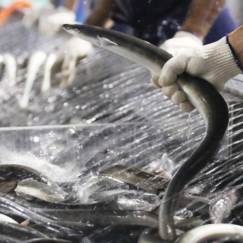 국내산 자포니카 장어로 만든 초신선 민물장어 선물세트