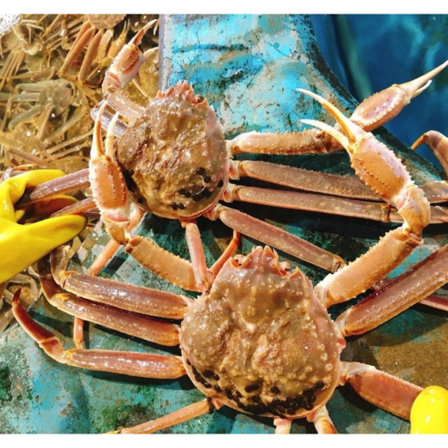 하이크랩 하이수산 러시아대게 선어 3kg 2~3마리, 3kg 2~3마리, 1개 - 수산물/건어물 | 쿠팡