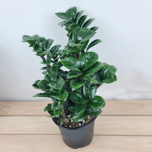 싱그러운 초록빛 행운, 보석금전수와 함께!