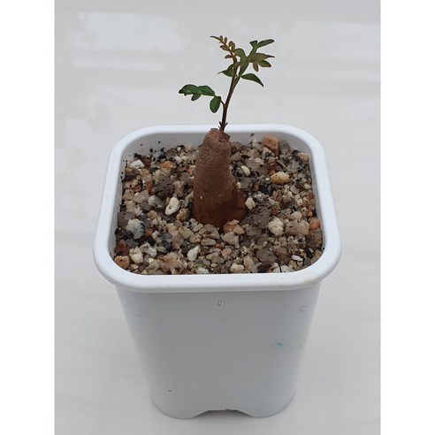 특별한 공간을 위한 마법, 오퍼큐리카야 파키푸스