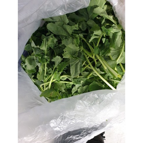 봄 향기 가득한 식탁을 위한 선택, 제주 유채나물과 동초나물 유채나물