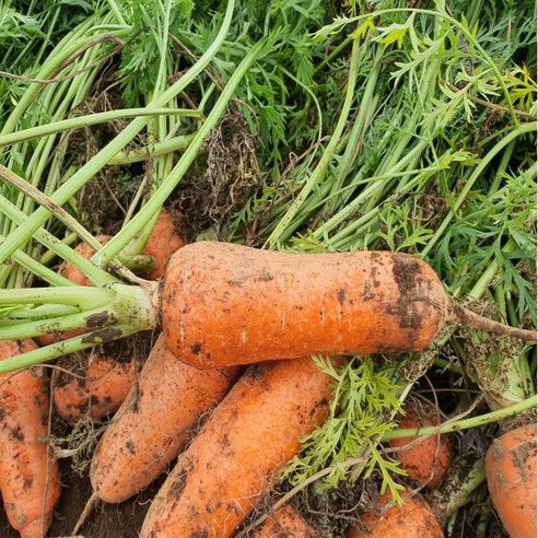 건강과 맛 모두를 챙기는 프리미엄 흙당근