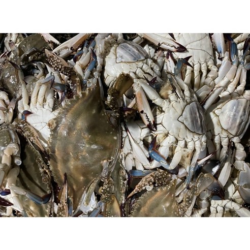[산지직송 당일조업 당일배송] 활 알배기 암꽃게 3kg 13-17미, 2개