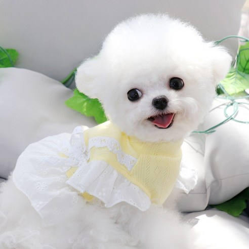 테디 강아지 공주 치마 봄/여름 얇은 여름 옷 애완 동물 강아지 Bexiong Boomei, 노란색, XS 뒤 길이 20cm (권장 1-2kg)
