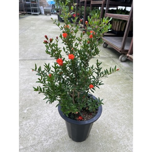 슈퍼왕단석류 묘목으로 집에서 싱싱한 석류를 직접 키워보세요!