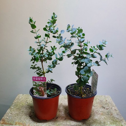 답답한 일상에 싱그러움을 더하다: 유칼립투스로 만드는 나만의 작은 숲 유칼립투스나무