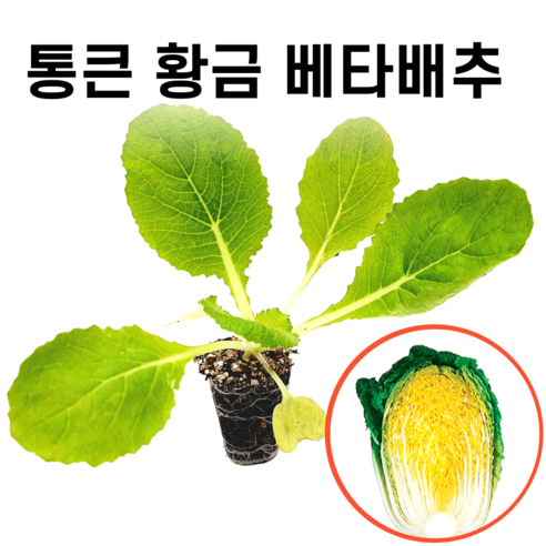 파머씨드 배추 모종 추석 김장 배추 통근 황금 베타, 통큰 황금베타 15개