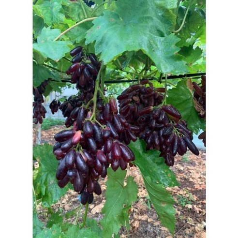 국내산 제주 블랙사파이어 포도 직영 농장 2kg 3kg [원산지:국산(제주특별자치도 서귀포시)], 1개