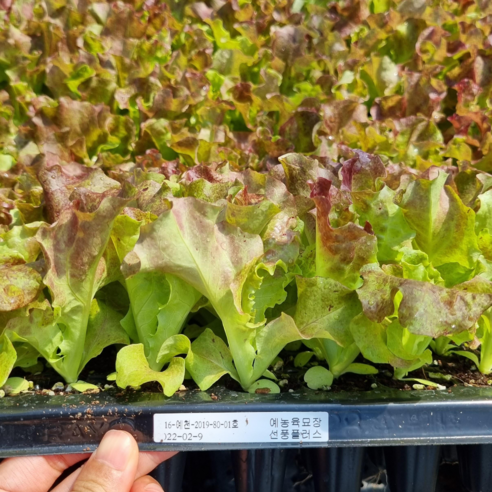 신선하고 바삭바삭한 꽃상추를 집에서 쉽게 재배하세요!