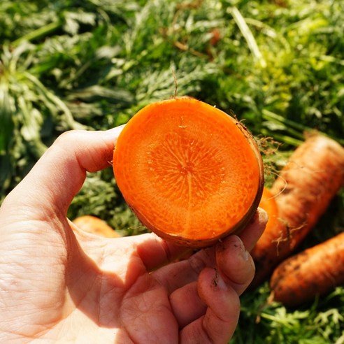 제주 구좌 당근: 건강과 맛의 향연