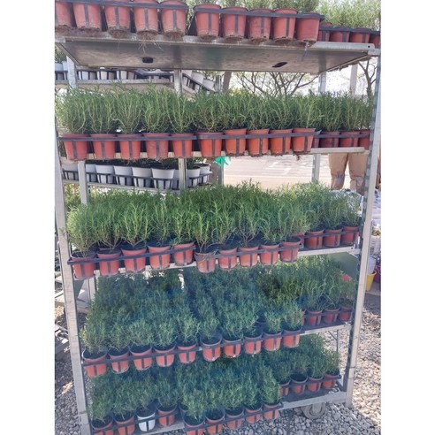 지친 일상에 향긋한 쉼표를, 로즈마리 허브로 싱그러운 변화를 더하세요 허브모종