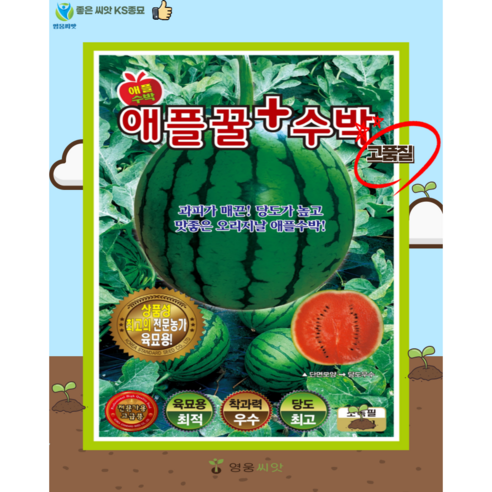 애플꿀플러스 수박 씨앗 (10립) 종묘 종자 수박 박수박 꼬마수박 씨 영웅 KS, 1개