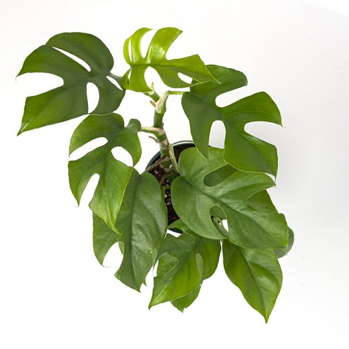 답답한 일상에 싱그러움을 더하다, 히메몬스테라로 만드는 나만의 작은 정원 히메몬스테라