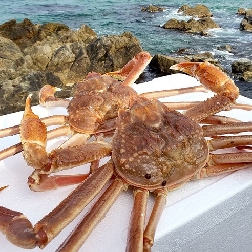 러시아산 대게 활대게 자숙 1kg 수입 울진농수산 - 대게 | 쿠팡