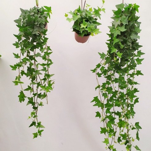 보거스플라워 명품아이비 키우기 쉬운 공기정화식물 넝쿨아이비 행잉플랜트 식물 아이비 식물, 1개, 아이비(40cm)