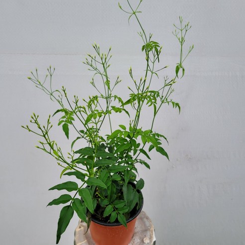 좁은 공간에 싱그러움을 더하는 향긋한 학자스민 소품