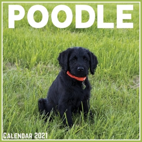 Poodle Calendar 2021: Official Poodle Calendar 2021 12 Months Paperback, Independently Published, English, 9798727190784