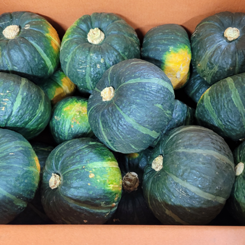 산지직송 고소한 햇 단호박 5KG 10KG 대과, 햇 단호박 10KG (5수 내외), 1개