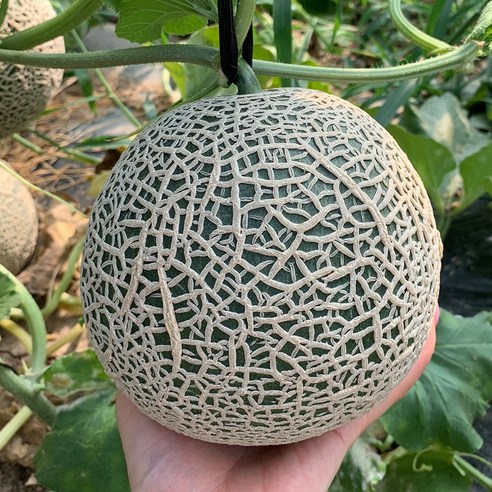 담양 머스크 멜론 프리미엄 고당도 메론, 1개, 4kg(로얄과/2수)