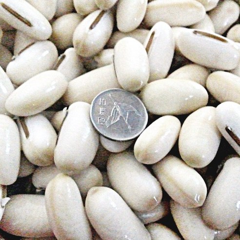 작두콩 씨앗 심고 농촌 부자 꿈을 이루세요!