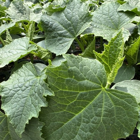 내 손으로 키우는 싱싱한 미니 오이, 텃밭 초보도 OK!