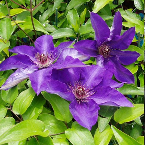 덩굴 장미는 이제 그만! 보라색 매력에 푹 빠지는 클레마티스 더프레지던트 으아리꽃