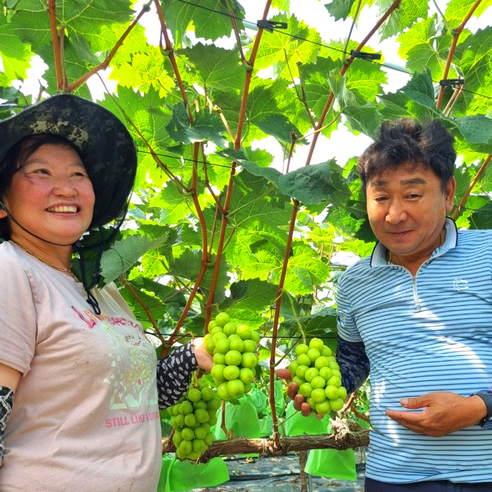 김천 산지직송 GAP 인증 샤인머스켓, 1개, 2kg (3~4송이) 일반 특등급