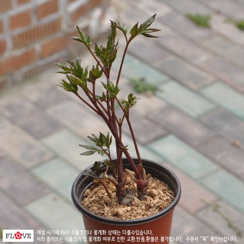 봄을 수놓는 우아한 자태, 작약 화분으로 일상에 아름다움을 더하세요.