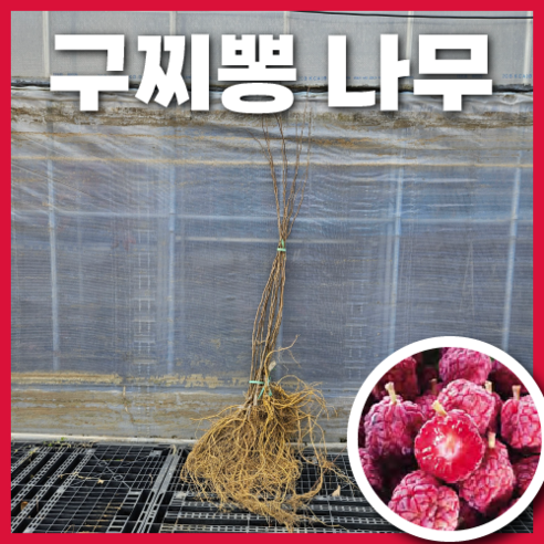 구찌뽕 나무 묘목 접목 1년생 꾸지뽕 꾸찌뽕 뽕나무 약용수, 구찌뽕(접목1년생), 1개