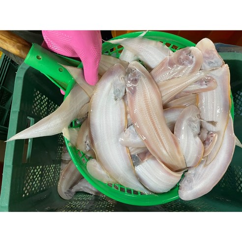 맛있고 영양가 풍부한 군산 박대, 48% 할인