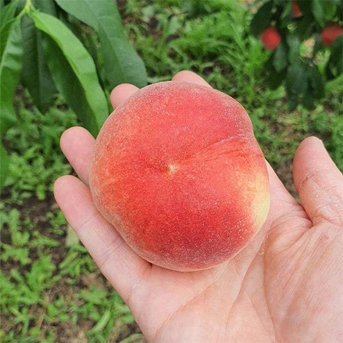 [자연맛남] 국내산 대극천 납작복숭아 1.5kg (13과내외), 상세 설명 참조