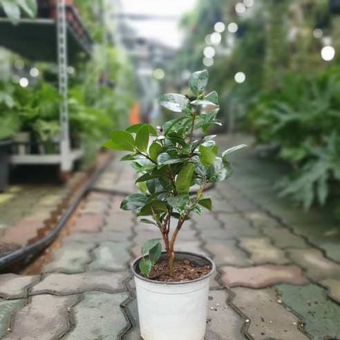 겨울 정원을 붉게 물들이는 매혹, 블랙로즈 동백나무