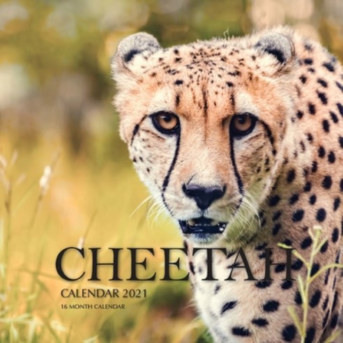 Cheetah Calendar 2021: 16 Month Calendar Paperback, Independently Published, English, 9798579155559