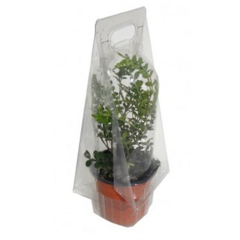 칙칙한 베란다, 나만의 작은 정원으로! 호랑나비 알화분으로 싱그러움을 더해보세요 호랑나비키우기